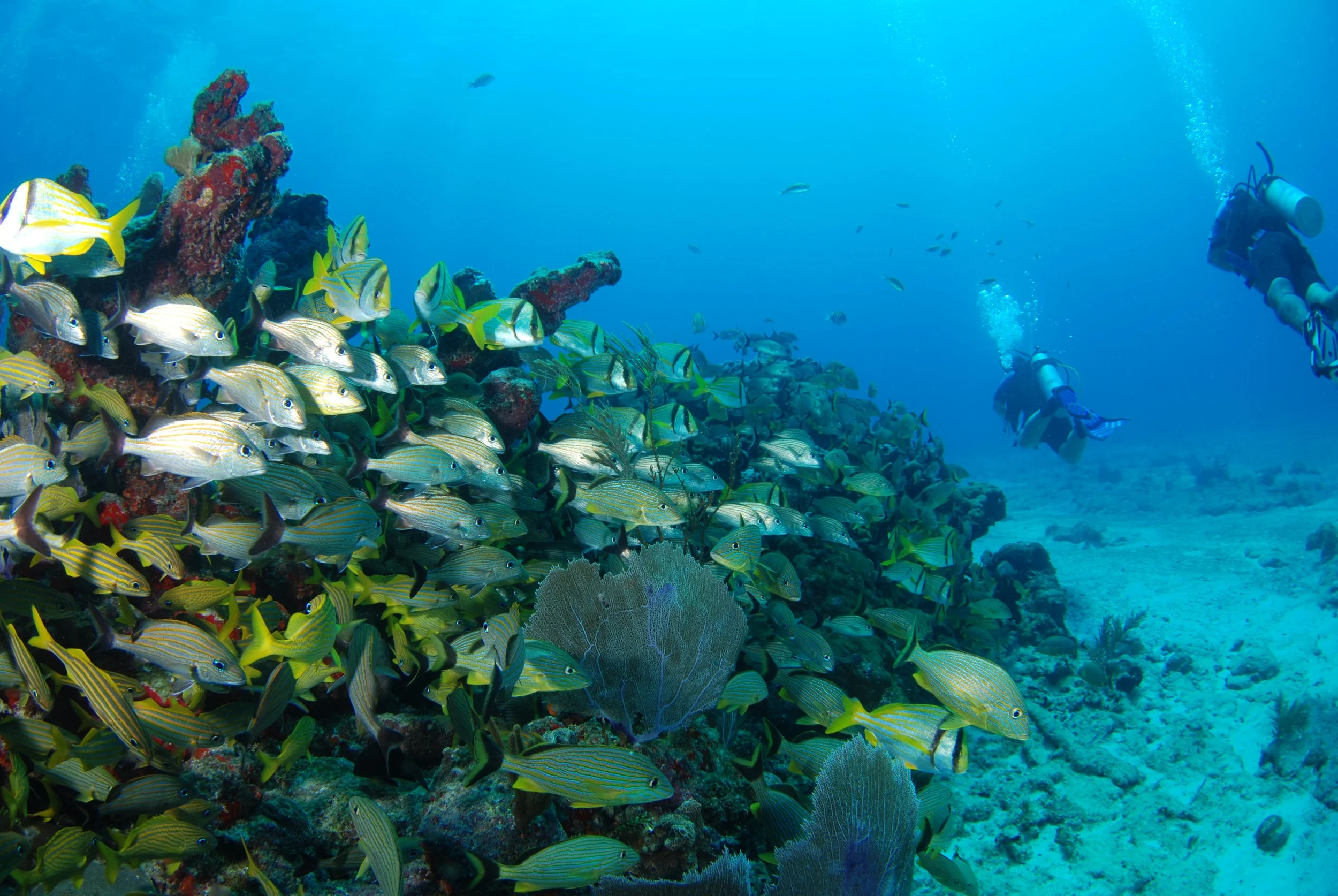 Playa del Carmen entdecken: Mexiko Tauchen mit Profis