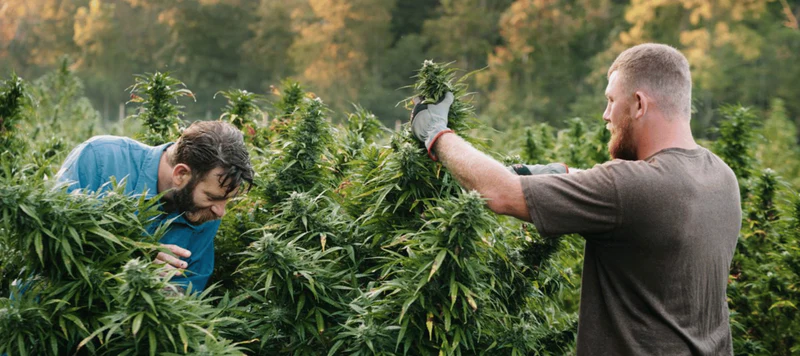 Cannabis Samen und ihre Auswirkungen auf die Biodiversität