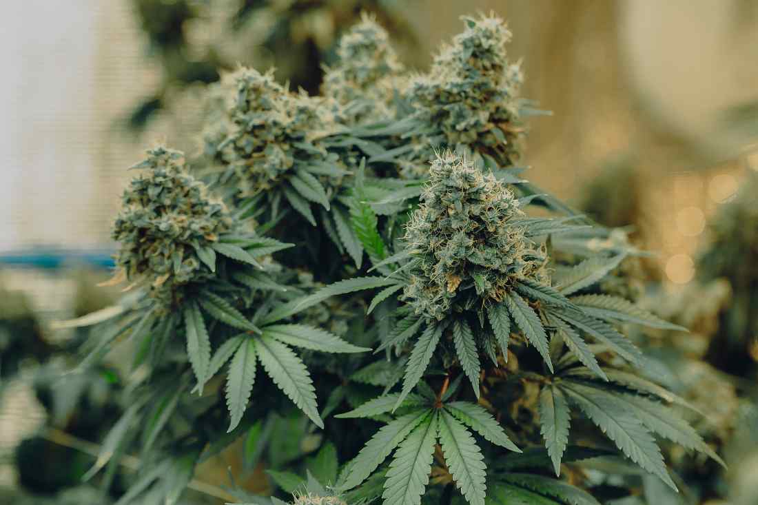 Einzigartige Kreuzungen erleben – Weed Samen kaufen für Sammler